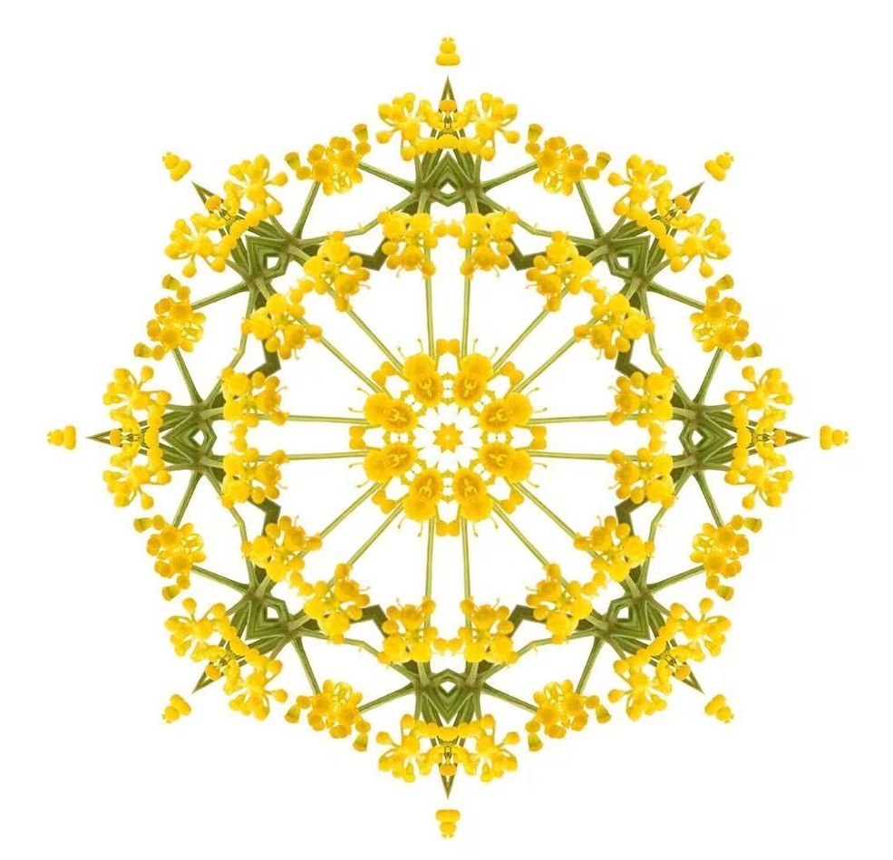 Essential Oracle Sweet Fennel Card