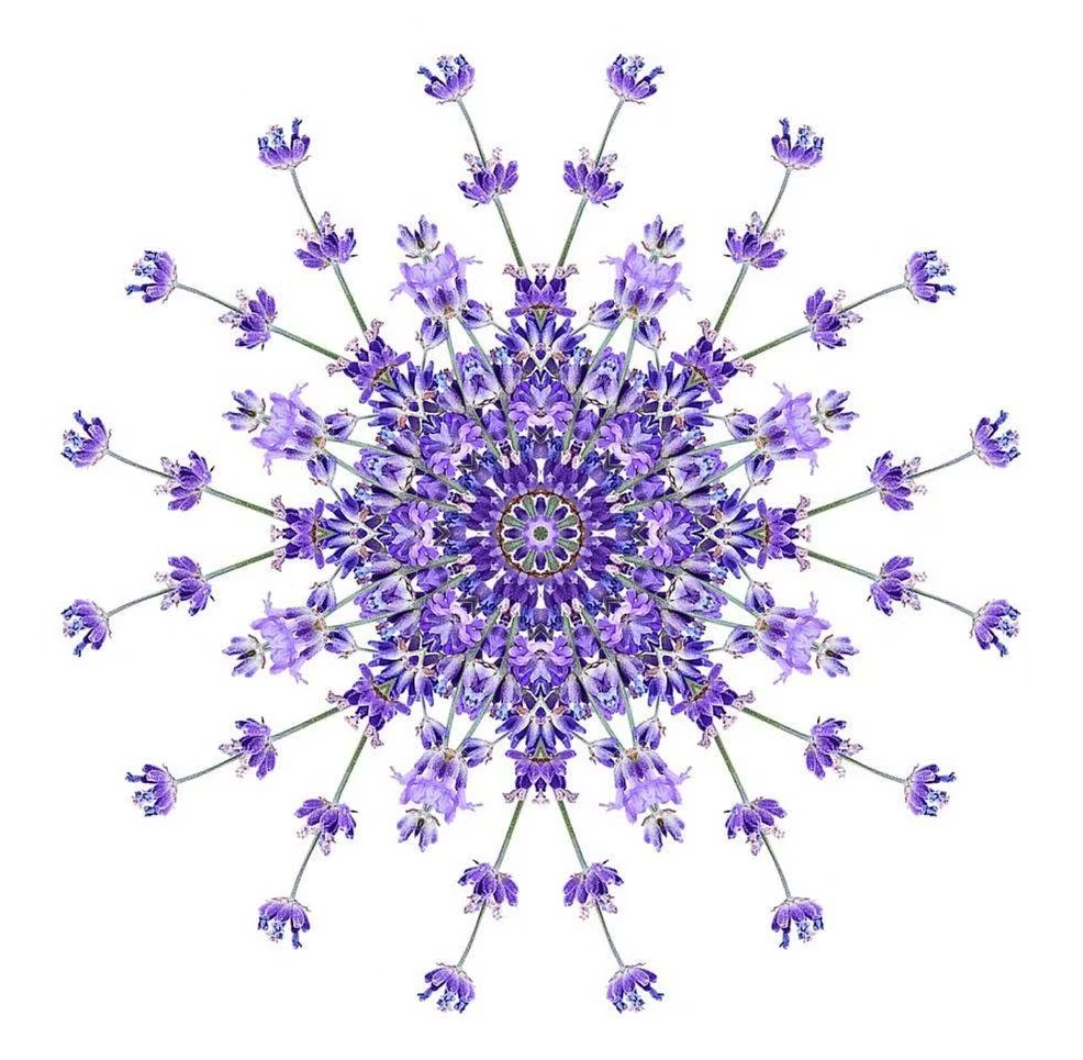 Essential Oracle True Lavender