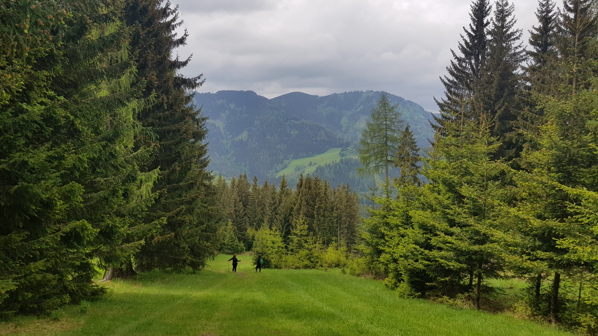 A pathway through a forested area with trees and mountains in the background. Austria, Gaby and Katty