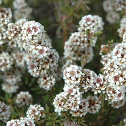 Fragonia Flowers