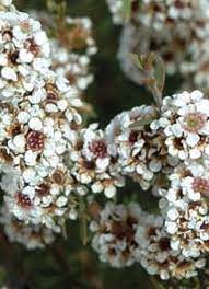 Fragonia Flowers