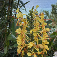 Sacred Earth to Heaven - Cacao, Agarwood, Ginger Lily & Bergamot Perfume Oil 40ml | שמן בושם קדוש מהארץ לשמיים 40 מ״ל