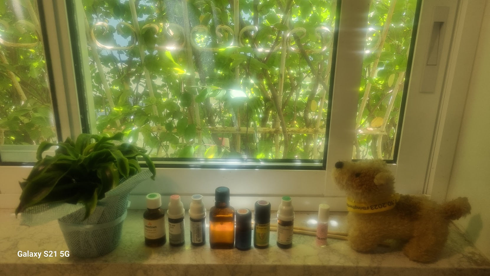 A window view of a herbal medicine setup with various bottles and a plant, presumably intended for treating or preventing herpes symptoms.