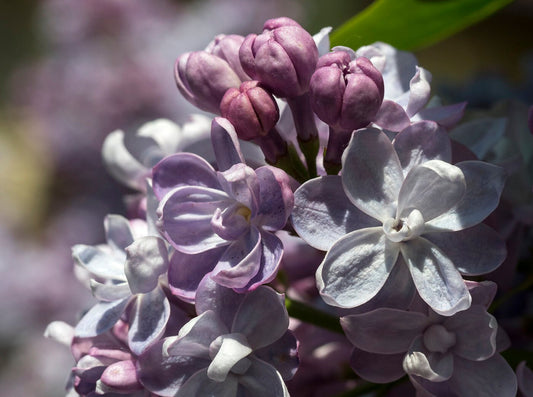 Close-up of purple and white  Lilac flowers 