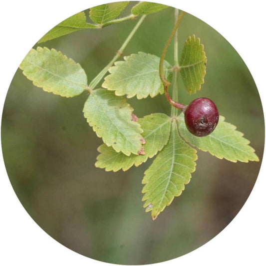 Close-up of a red berry on a green leafy branch. Linaloe Berry - Indian Lavender