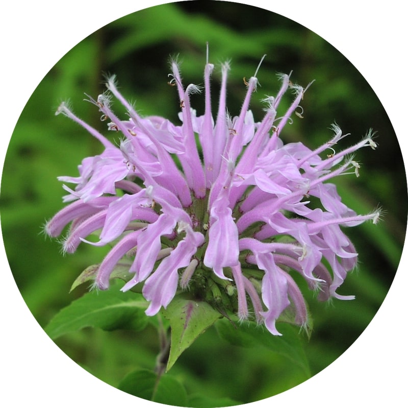 Close-up of a pink flower with green leaves on a white background. Monarda