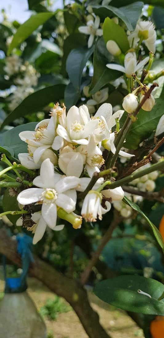 Neroli