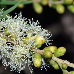 Niaouli - Melaleuca Quinqenervia