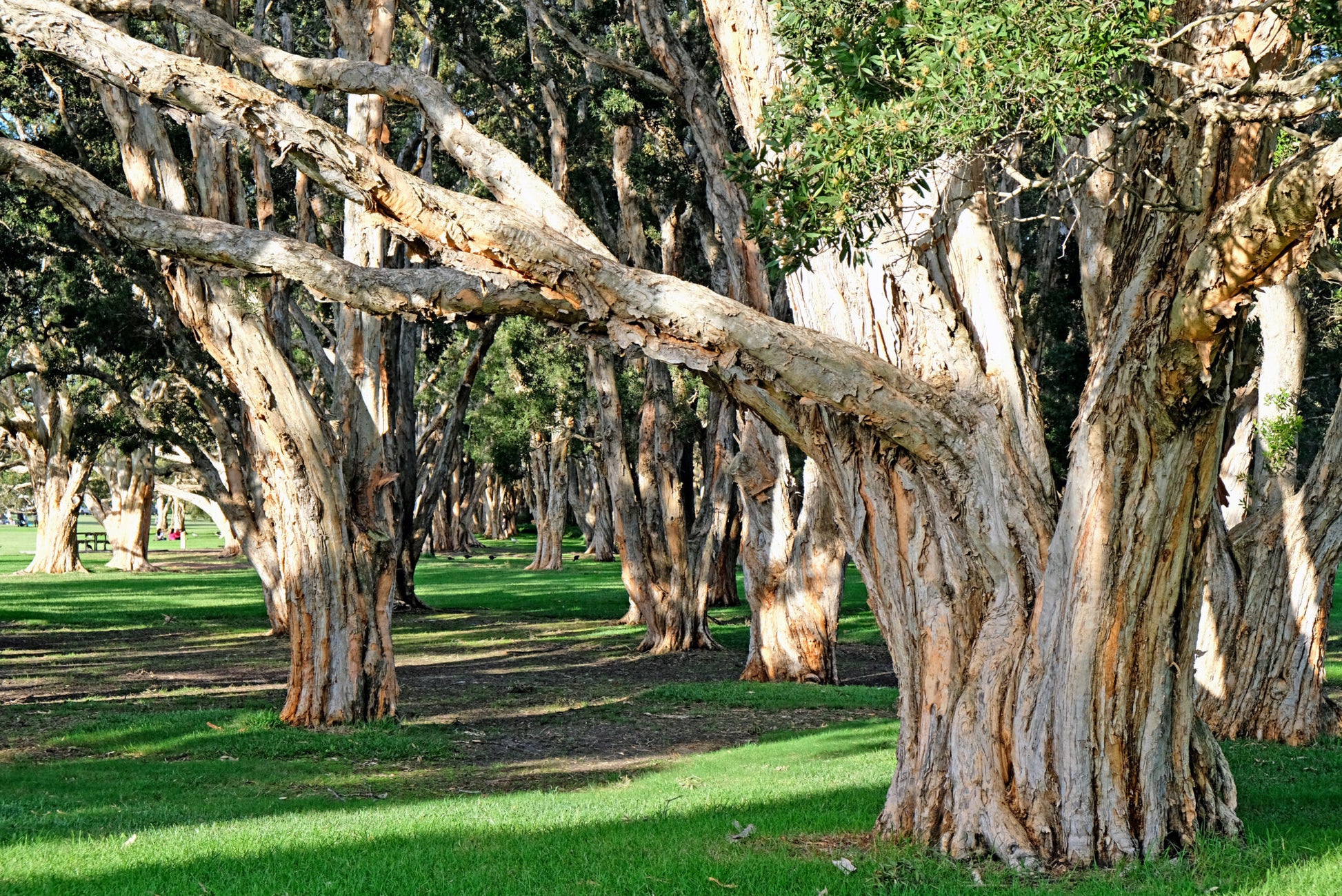 Niaouli Trees