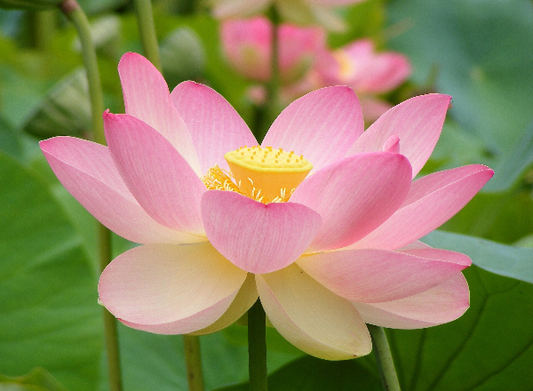 Pink Lotus Flower
