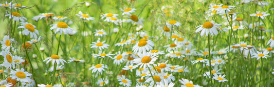Roman Chamomile Flowers