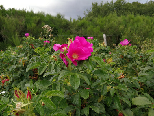 Rosa Rugosa Denmark