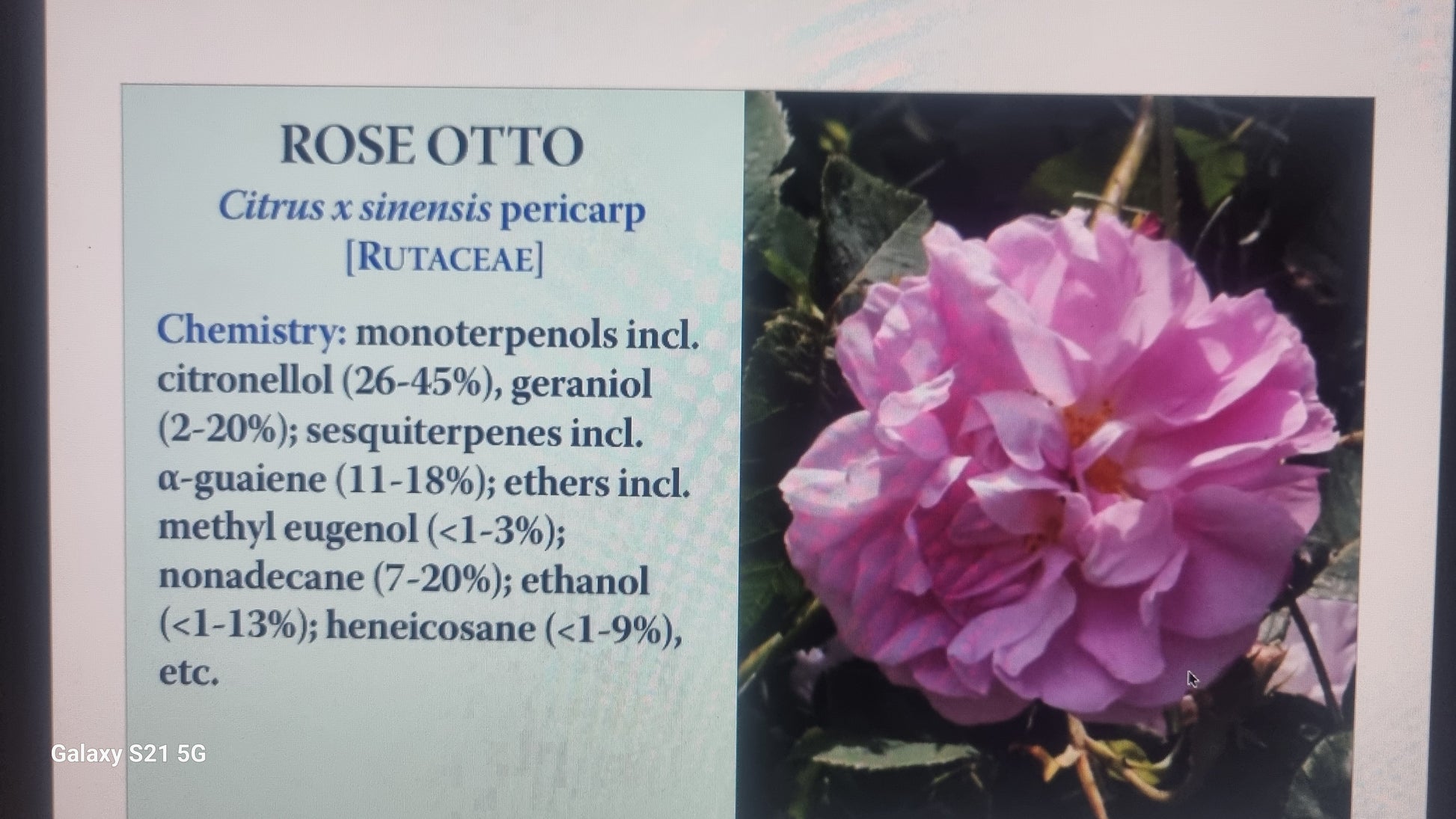 Rose Otto 