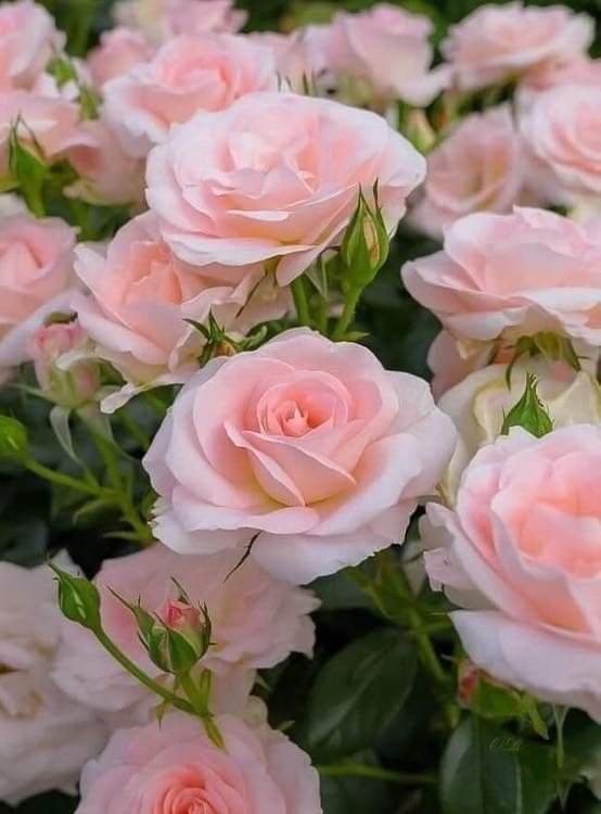 Queen of Flowers Cream for the Soul and Skin Night Face Cream -  קרם פנים לילה - מלכת הפרחים