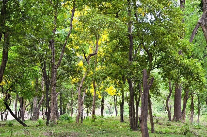 Sandalwood Forest 