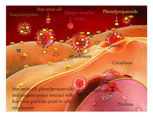 Star Aniese Oil combat Herpes simplex virus
