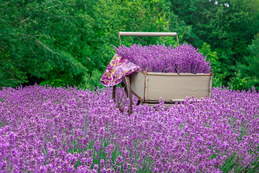 Lavender Farm at Summit Wynds