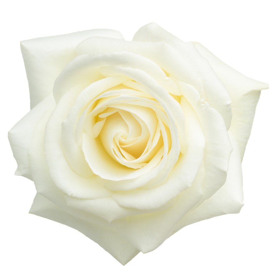 White Rose SPF Face Cream | קרם פנים ורד לבן SPF