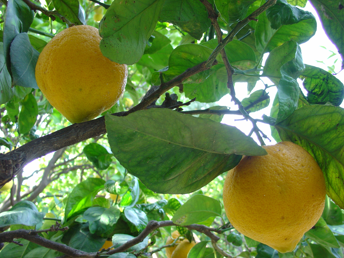 Bergamot