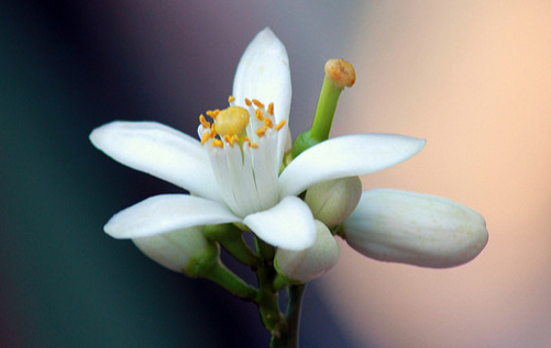 Bergamot Flower