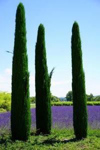 Cypress  and Lavender