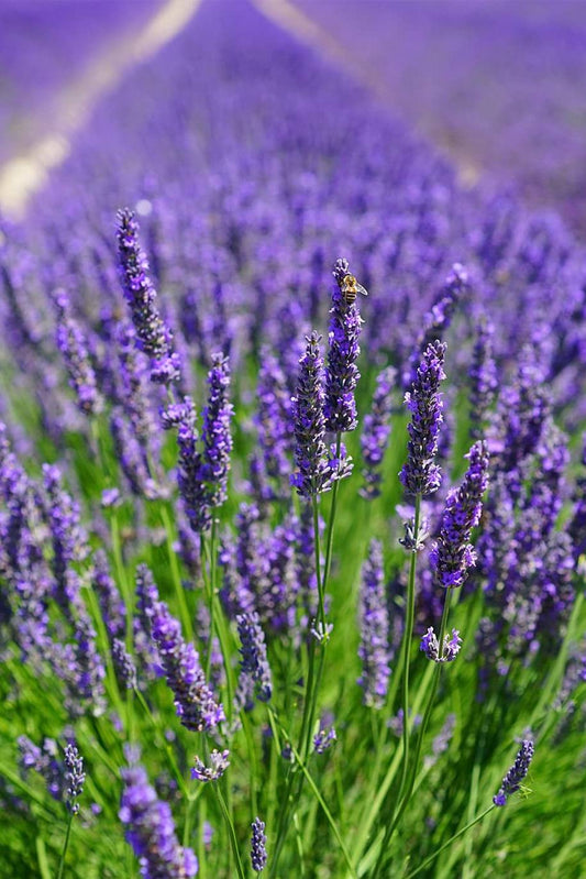 English Lavender